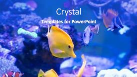  Presentation with salt water fish - PPT theme featuring zebrasoma salt water aquarium fish background and a cobalt blue colored foreground