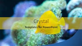  Presentation with salt water fish - Slides with zebrasoma-salt-water-aquarium-fish background and a gold colored foreground