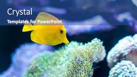  Presentation with salt water fish - Theme with zebrasoma-salt-water-aquarium-fish background and a ocean colored foreground