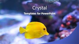  Presentation with salt water fish - Colorful PPT layouts enhanced with zebrasoma-salt-water-aquarium-fish backdrop and a ocean colored foreground