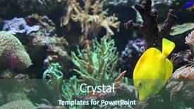  Presentation with fish aquarium - Amazing slide deck having zebrasoma yellow tang fish backdrop and a ocean colored foreground