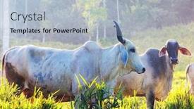  Presentation with costa rica - Slide set featuring zebu cow cattle in a farm in the costa rica background and a light blue colored foreground