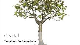  Presentation with bonsai - Cool new PPT layouts with zelkova-serrata-bonsai-tree-isolated backdrop and a white colored foreground