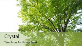  Presentation with bonsai - Presentation theme featuring shade leafy - zelkova tree zelkova serrata keyaki background and a yellow colored foreground