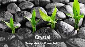  Presentation with lucky bamboo - Audience pleasing presentation theme consisting of zen basalt stones and bamboo backdrop and a dark gray colored foreground