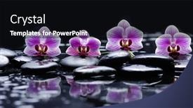  Presentation with zen stones - PPT theme with zen basalt stones and four pink orchid relax concept background and a black colored foreground