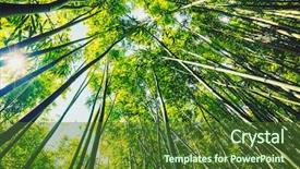  Presentation with forest morning - PPT theme featuring zen garden - bamboo forest with morning sunlight background and a tawny brown colored foreground