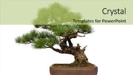  Presentation with bonsai - Colorful slides enhanced with zen garden - small bonsai tree backdrop and a yellow colored foreground
