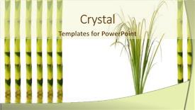  Presentation with water bamboo - Presentation featuring zen garden abstract with upright bamboo and acorus leaf grass with reflection over rippled water over white background background and a soft green colored foreground