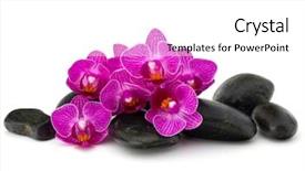  Presentation with spa concept stone - Cool new PPT theme with zen pebbles and orchid flower backdrop and a white colored foreground