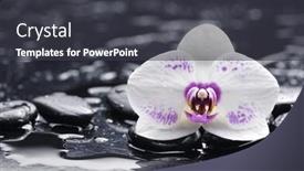  Presentation with zen stones - Amazing PPT theme having zen stones and red gorgeous orchid backdrop and a dark gray colored foreground