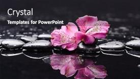  Presentation with zen - Theme consisting of pink black - zen stones and red gorgeous background and a dark gray colored foreground