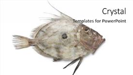  Presentation with top view of fresh fish - Presentation enhanced with zeus - single fresh john dory fish background and a white colored foreground