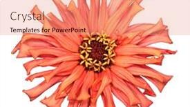  Presentation with clipping - PPT layouts consisting of half-length portrait of excited fisherman wearing grey watertight costume and holding two spinners like two swards isolated on white background background and a light gray colored foreground