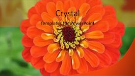  Presentation with jasmine flower gratis - PPT theme enhanced with zinnia-flower-head background and a red colored foreground