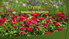  Presentation with garden - Slide set having zinnia-flowers-in-the-garden background and a tawny brown colored foreground