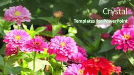  Presentation with pink flowers - Amazing presentation theme having zinnia-flowers-of-pink-color backdrop and a tawny brown colored foreground