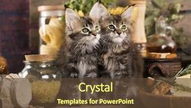  Presentation with chef - PPT theme with cartoon zoo - kittens in a chef's cap background and a tawny brown colored foreground