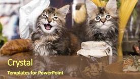  Presentation with chef - Audience pleasing PPT theme consisting of cartoon zoo - kittens in a chef's cap backdrop and a tawny brown colored foreground