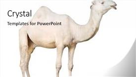  Presentation with animals zoo - Beautiful presentation featuring zoo animals - arabian camel or the dromedary backdrop and a white colored foreground