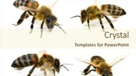  Presentation with animals zoo - Colorful PPT layouts enhanced with zoo animals - bees collection backdrop and a cream colored foreground