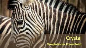  Presentation with animals zoo - Cool new slides with zoo animals - close-up of a zebra backdrop and a tawny brown colored foreground