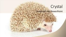  Presentation with animals zoo - Presentation theme enhanced with zoo animals - close up photo background and a lemonade colored foreground