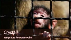  Presentation with animals zoo - Audience pleasing presentation consisting of zoo animals - close up portrait of baboon backdrop and a wine colored foreground