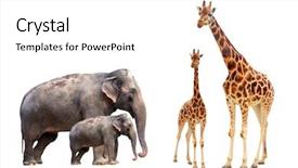  Presentation with collection agency - Presentation featuring zoo animals - collection biggest african mammals background and a white colored foreground