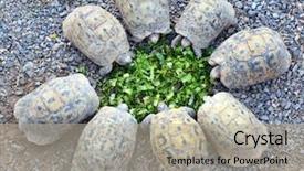  Presentation with animals zoo - Presentation theme with zoo animals - eight young turtles stand circle background and a light gray colored foreground