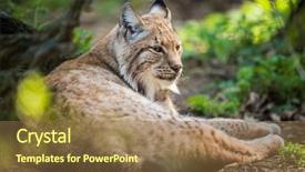  Presentation with animals zoo - Audience pleasing slide set consisting of zoo animals - eurasian lynx lynx lynx backdrop and a tawny brown colored foreground