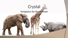  Presentation with animals zoo - Beautiful PPT theme featuring zoo animals - giraffes elephant and rhino isolated backdrop and a white colored foreground