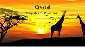  Presentation with animals zoo - Beautiful slide set featuring zoo animals - giraffes in the landscape backdrop and a yellow colored foreground