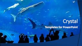  Presentation with japan - Beautiful presentation theme featuring zoo animals - japan okinawa aquarium backdrop and a teal colored foreground