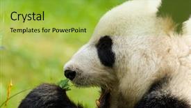  Presentation with animals zoo - Presentation design with zoo animals - panda eating bamboo background and a yellow colored foreground