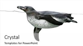  Presentation with animals zoo - PPT theme enhanced with zoo animals - penguin swimming in front background and a white colored foreground