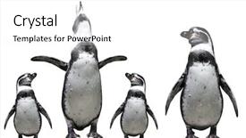  Presentation with animals zoo - Audience pleasing PPT theme consisting of zoo animals - penguins family backdrop and a white colored foreground