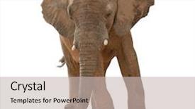  Presentation with animals zoo - Slide deck having zoo animals - portrait of an elephant bull background and a soft green colored foreground