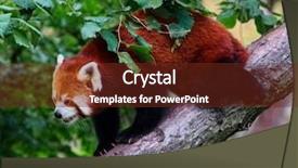 Presentation with red panda - Amazing PPT theme having zoo animals - red panda ailurus fulgens backdrop and a  colored foreground
