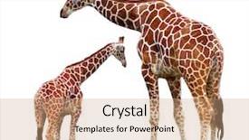  Presentation with two roads - Presentation featuring zoo animals - two giraffes isolated background and a coral colored foreground