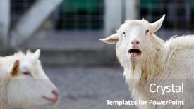  Presentation with animals zoo - Cool new slide set with zoo animals - view of a goat looking backdrop and a gray colored foreground