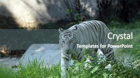  Presentation with tiger - Presentation theme enhanced with zoo animals - white bengal tiger background and a gray colored foreground