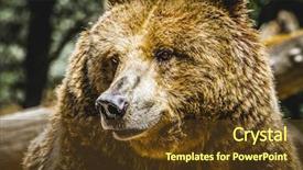  Presentation with brown bear baby shoes - Amazing presentation having zoo beautiful and furry brown backdrop and a tawny brown colored foreground