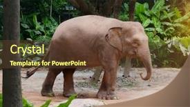  Presentation with elephant - Beautiful theme featuring zoo free - big wild elephant backdrop and a tawny brown colored foreground