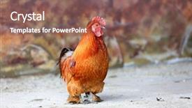  Presentation with pharmaceutical red - Amazing theme having zoo free - nice funny red swarf rooster backdrop and a  colored foreground