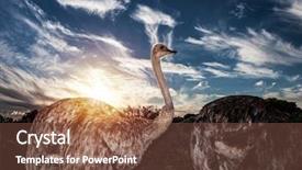  Presentation with africa tourism - PPT theme having zoo free - ostriches in wild nature wildlife background and a tawny brown colored foreground
