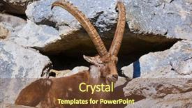  Presentation with triumph arch in innsbruck austria - PPT layouts enhanced with zoo in innsbruck austria - animal background and a tawny brown colored foreground