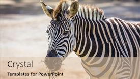  Presentation with important - Slides with zoo-is-important background and a lemonade colored foreground