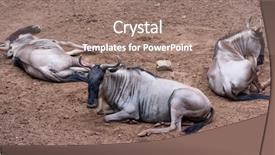  Presentation with zoo - Presentation featuring zoo small group of gnu background and a coral colored foreground