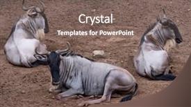  Presentation with zoo - Audience pleasing presentation design consisting of zoo small group of gnu backdrop and a gray colored foreground